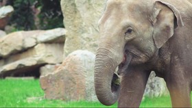 25 Tahun Ditunggangi Turis, Punggung Gajah Thailand Cacat dan Miring