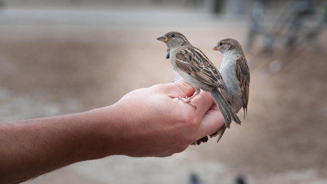 Burung kalibri betina punya cara agar tak didekati burung jantan. Mereka akan tampil 'tomboy'. 