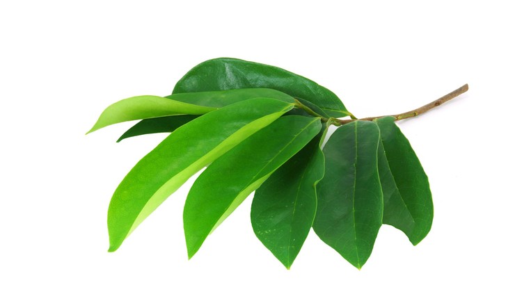 daun sirsak
