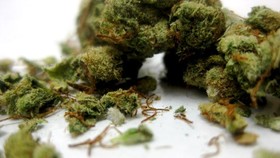 Boy si Penyelundup Ganja 540 Kilogram Dituntut Mati