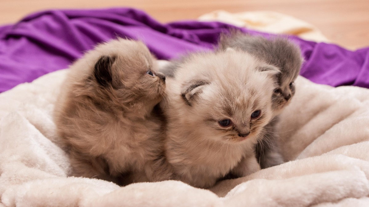 'Mepende Ucing' di Sudut Paris van Java
