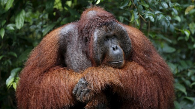 Populasi orangutan Kalimantan (Pongo pygmeaus) terus menurun selama beberapa dekade terakhir.