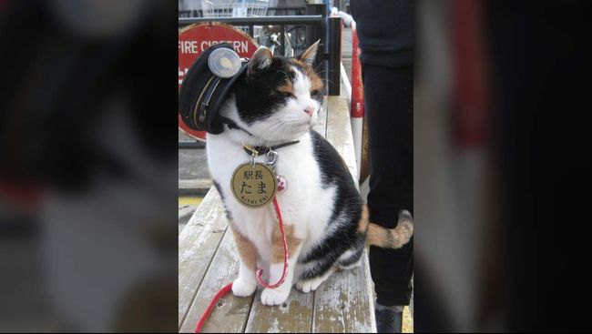 Tama, seekor kucing terkenal di stasiun Jepang, meninggal pada Senin (22/6) di sebuah rumah sakit hewan setempat.