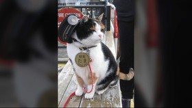 Kisah Tama, Kucing Lucu yang Jadi Kepala Stasiun di Jepang