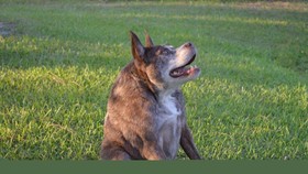 Quasi Modo, Si Anjing Terjelek di Dunia dari Florida
