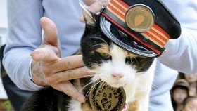 Keharuan di Pemakaman Tama, Kucing Lucu Kepala Stasiun Jepang