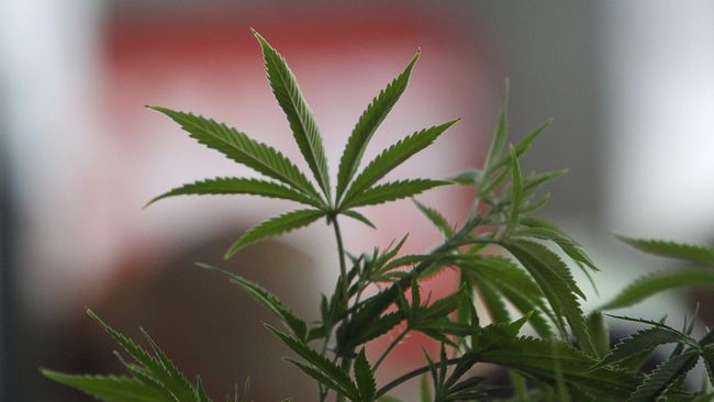 Berawal dari pengalaman dari pengguna ganja, seorang wanita di California menciptakan tas khusus dan modis yang mampu 'menyamarkan' ganja dengan baik.