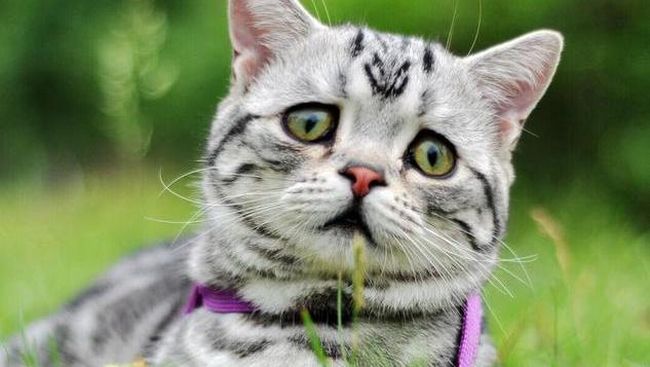 Luhu Kucing Bertampang Paling Sedih Di Dunia Maya