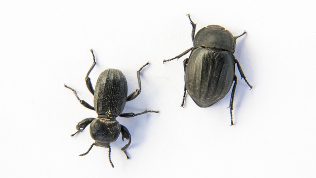 Entomologis asal Nebraska, Amerika Serikat menamai spesies baru kumbang temuannya dengan karakter naga di serial HBO 'Game of Thrones'.