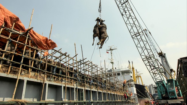 "Tetapi tentu harus fleksibel melihat pasar, kalau harga turun kenapa harus impor," ujar Mendag Thomas Lembong.