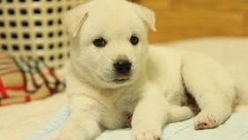 Pasutri Vietnam Racuni Anjing Peliharaan Warga untuk Dijual
