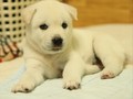 Anak Anjing Berwarna Hijau Lahir di Italia