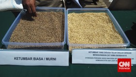 Polisi Ungkap Penjualan Ketumbar yang Bercampur Bahan Kimia