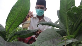 RUU Pertembakauan Diharapkan Bisa Sejahterakan Petani Kecil