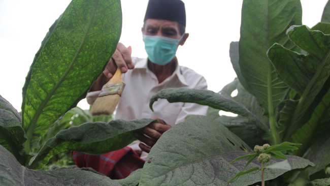 Asosiasi Petani Tembakau Indonesia (APTI) menilai kebijakan tersebut tidak disertai bukti ilmiah yang menyatakan efektivitasnya dalam menurunkan angka perokok.