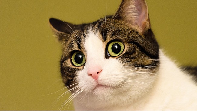 Kalau kamu memperhatikan kucing kesayangan, coba hitung berapa kali ia melakukan peregangan?