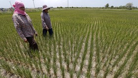 Vietnam Dilanda Kekeringan Terparah dalam 90 Tahun