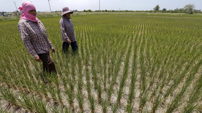 Paling menderita akibat situasi ini adalah para petani yang merugi karena gagal panen akibat tingkat salinitas tanah yang tinggi.