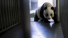 Seekor Panda Tua Incar Rekor Dunia