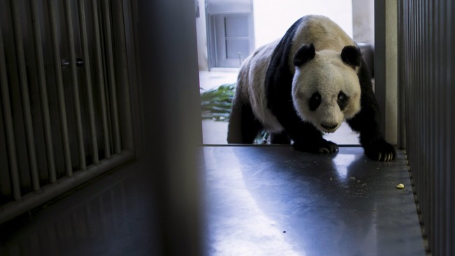 Taman Osean di Hong Kong berencana mengirimkan aplikasi kepada Guinness World Records untuk mendaftarkan seekor pandanya yang diklaim paling berumur panjang.