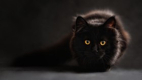 Polisi Periksa 4 Pemuda Cekoki Kucing dengan Ciu