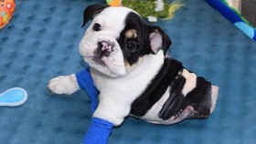 Anjing yang Terlahir dengan Badan Separuh Hebohkan Dunia Maya