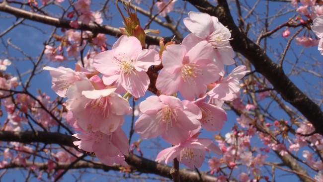 Di Kebun Raya Cibodas ada sebuah taman tematik Sakura. Bunga sakura di sana sudah mekar sejak awal Agustus dan diperkirakan akan terus sampai akhir Agustus.