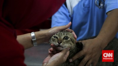 Anda Lebih Butuh Kucing Ketimbang Kucing Butuh Anda