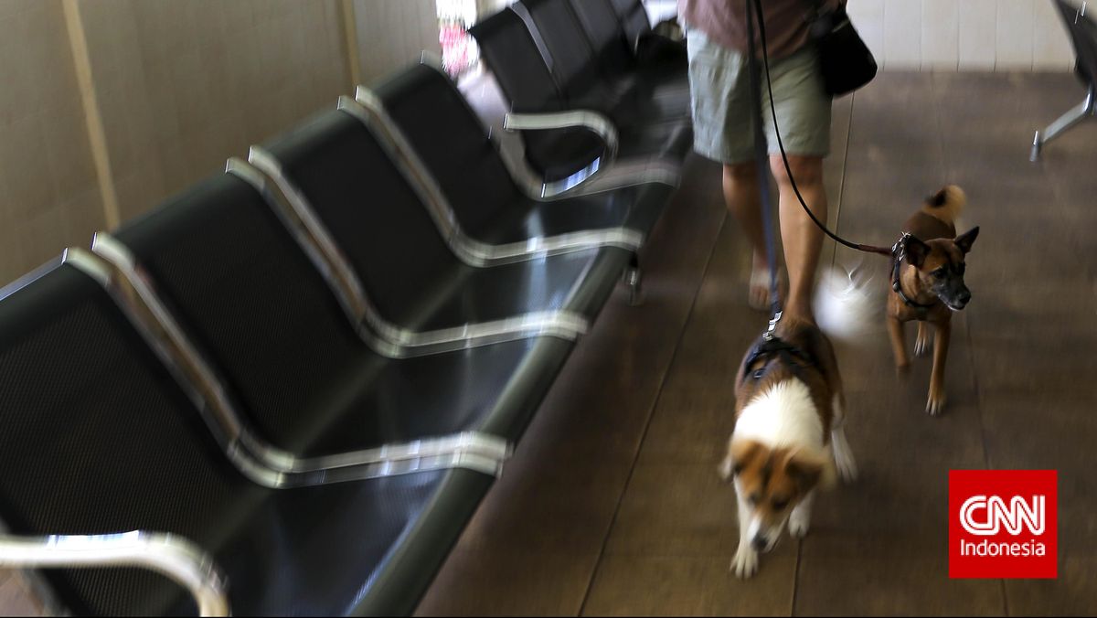 Turis Bawa Anjing ke Kota Ini Bakal Kena Biaya Tambahan