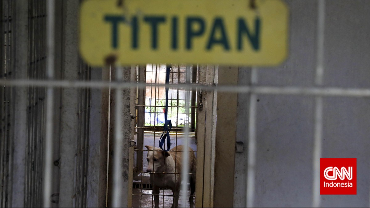 Kesibukan Jasa Penitipan Hewan Selama Libur Lebaran