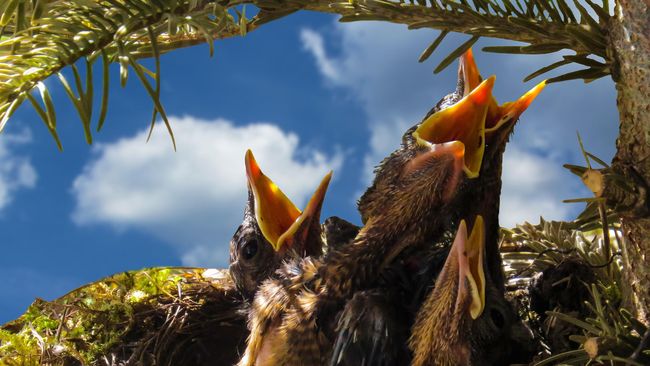 Studi 469 Spesies Burung Sudah Punah Gara Gara Manusia