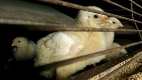Wabah Flu Burung Merebak di Italia