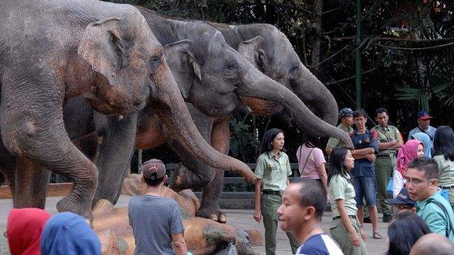 Pengunjung berinteraksi dengan tiga ekor gajah di Taman Safari Indonesia (TSI) Cisarua, Bogor, Jabar, Sabtu (18/7). Wisatawan domestik memanfaatkan libur Lebaran untuk mengunjungi tempat wisata bersama keluarga. ANTARA FOTO/Jafkhairi/asf/aww/15.