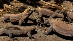 Taman Komodo Terbakar 10 Hektare Savana Hangus