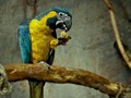 Jumlah Spesies Burung di Indonesia Naik Jadi 1.794