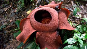 Mengenal Bunga Khas Indonesia, Rafflesia Arnoldi