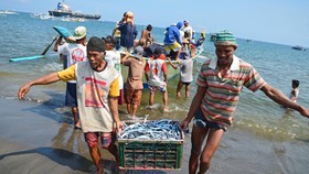Ikan, Cumi, dan Jeritan Nelayan di Tengah Tekanan Corona