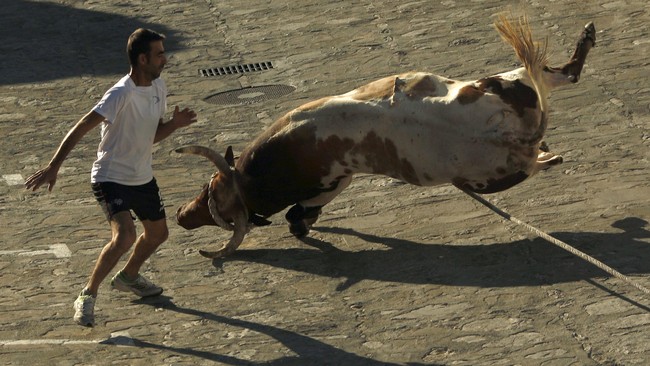 Lari dari Kejaran Banteng di Festival 'Toro de Cuerda'