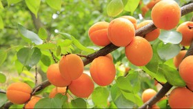 Cara Membedakan Buah Persik dan Nektarin