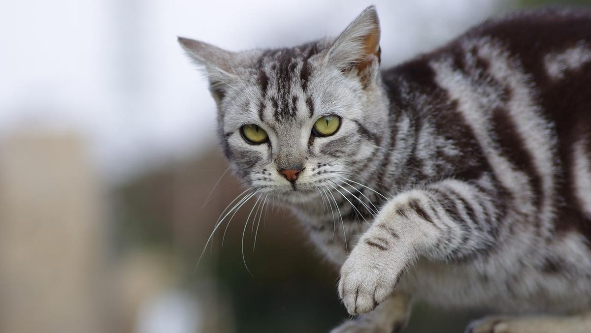 Apa Sih yang Bikin Kucing Sering Datang ke Rumah?