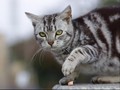 Kisah Louie, Kucing Buta yang Jadi Selebgram