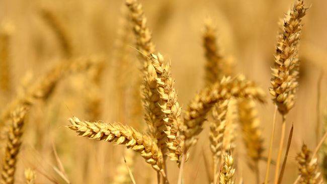 Diet bebas gluten kini tengah menjadi tren bahkan gaya hidup. Namun, banyak yang tidak mengetahui apa arti dan tujuan dari diet bebas gluten.