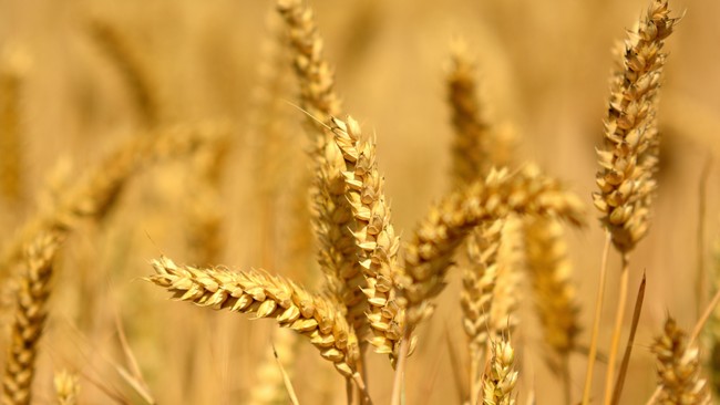 Australia meminta WTO untuk menyelidiki tarif hukuman dari China atas impor jelai atau yang terkenal dengan nama barley hingga 80 persen.