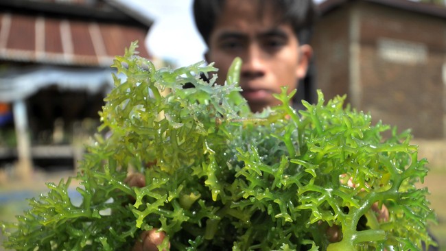 Para peneliti dari FMIPA Universitas Mataram menemukan sebanyak 88 spesies rumput laut di perairan laut Nusa Tenggara Barat setelah melakukan kajian sejak 2005.