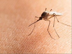 Indonesia Masih Tunggu Hasil Uji Klinis Vaksin Malaria di Thailand