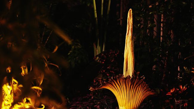 Bunga bangkai Indonesia (Amorphophallus titanum) menarik perhatian warga Texas, Amerika Serikat, sejak mekar pada Jumat (13/5) kemarin.