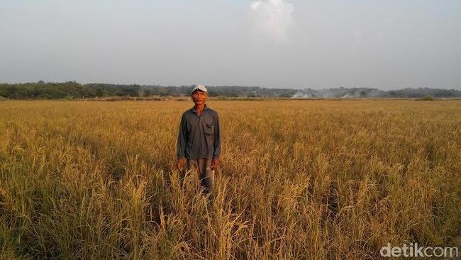 Tahun 1997, kebakaran hutan di Sumatera dan Kalimantan mendapat perhatian internasional karena asapnya mengganggu negara tetangga.