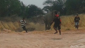 Petugas Kesusahan Usir Gajah dari Pemukiman di Riau