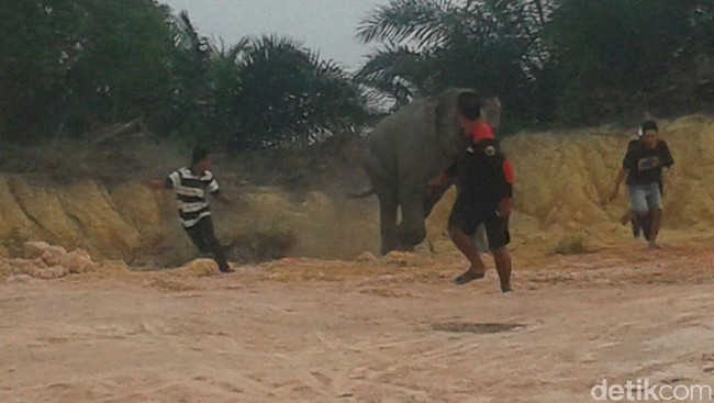 Petugas dari Balai Konservasi dan SDA Riau mengatakan saat dievakuasi gajah terus melakukan perlawanan hingga akhirnya dibius.