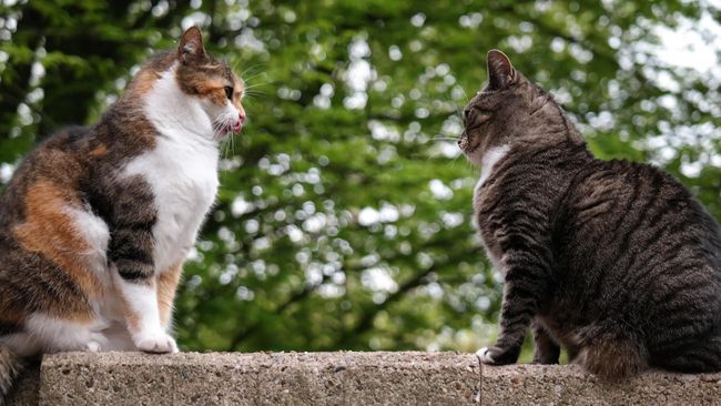 Cukup banyak tempat bersantai di Jepang yang menjadikan kucing sebagai koleganya.